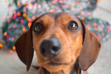 Knauerhaus Dachshunds - Dog Breeders