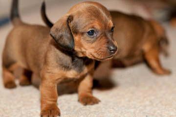 Mom’s Dachshunds - Dog and Puppy Pictures