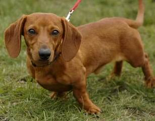 Louie’s Dachshunds - Dog Breeders