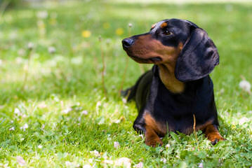 Comstocks Dachshunds - Dog and Puppy Pictures