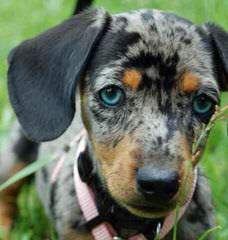 Miniature Dachshund Puppies - Dog Breeders