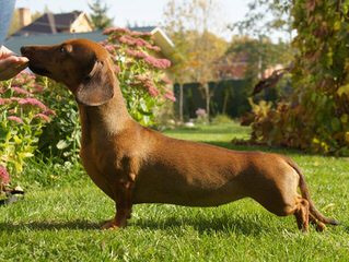 Danny Boy Dachshunds - Dog Breeders