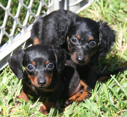 Dachshund Puppies - Dog Breeders