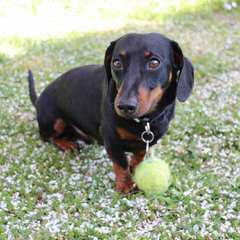 Mini Dachshund Puppies - Dog Breeders