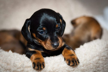 Three D’s Miniature Dachshunds - Dog and Puppy Pictures