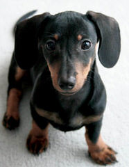 Beautiful Dachsund Pups - Dog Breeders