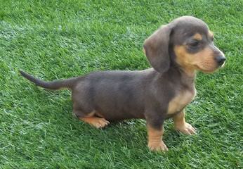 McCoy’s Precious Doxies - Dog and Puppy Pictures