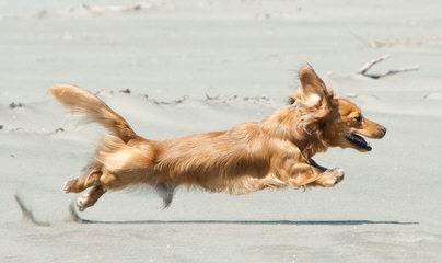 Mom’s Dachshunds - Dog and Puppy Pictures