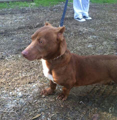 Hearty’s Lowrider Doxie- 4 Stud - Dog Breeders