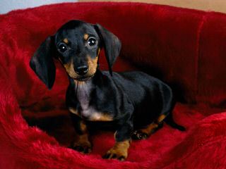 Hotdog Dachshund Kennels - Dog Breeders