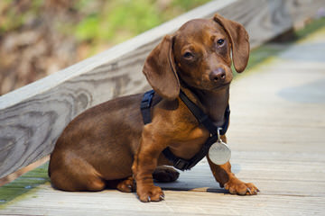 Muddy River dachshunds - Dog Breeders