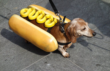 Hotdog Dachshund Kennels - Dog and Puppy Pictures