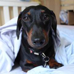 Dachshunds And Dogs - Dog Breeders