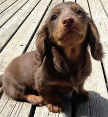 C & G’s Mclilpaws Dachshunds - Dog and Puppy Pictures