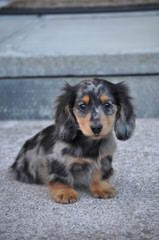 Miniature Dachshund Puppies - Dog and Puppy Pictures