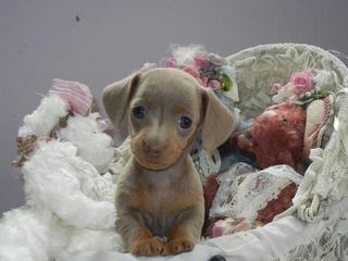 Miniature Dachshund Puppies - Dog and Puppy Pictures