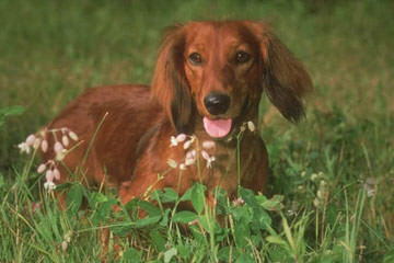 Shiloh In Iowa - Dog Breeders