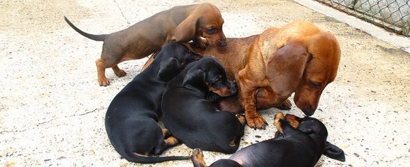 Bad To The Bone Dachshunds - Dog Breeders