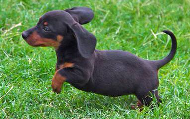 Ckc Mini Dachshunds Ready Now - Dog and Puppy Pictures