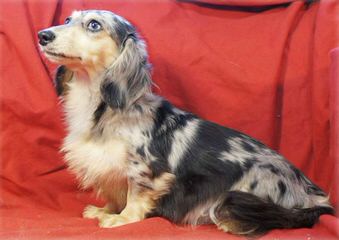 Legend’s Dachshunds - Dog Breeders