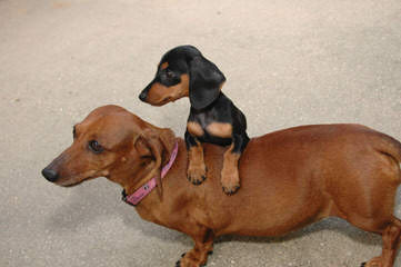 Danny Boy’s Dachshunds - Dog and Puppy Pictures