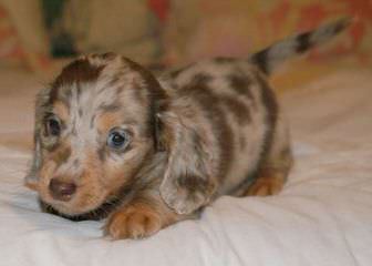 Miniature Dachshund Puppies - Dog Breeders