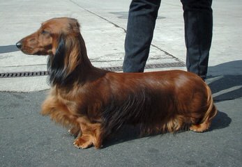 Comstocks Dachshunds - Dog Breeders