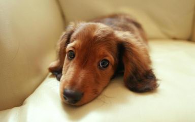 Dachshund Puppies For Sale - Dog Breeders