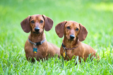 Hubbard Mini Dachshunds - Dog Breeders