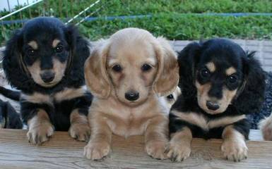 Micsplace Dachshunds - Dog and Puppy Pictures