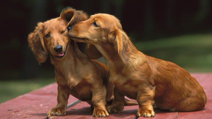 Miniature Dachshund Puppies - Dog and Puppy Pictures