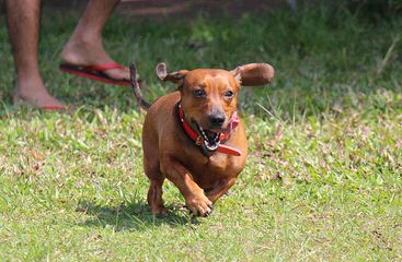 Mini Dachshund Puppies - Dog and Puppy Pictures