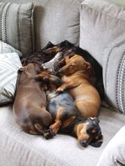 C & G’s Mclilpaws Dachshunds - Dog and Puppy Pictures