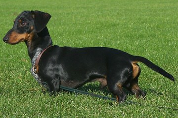 Dachshunds of Jasu - Dog and Puppy Pictures