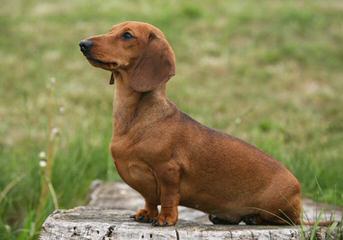 Dashshund Puppys For Sale - Dog and Puppy Pictures