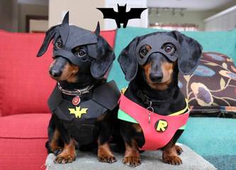 Danny Boy Dachshunds - Dog Breeders