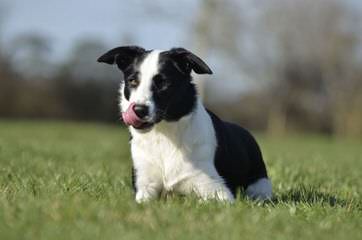 Timbercreek Puppies Daisy Dog - Dog and Puppy Pictures