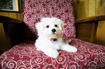 Timbercreek Puppies Daisy Dog - Dog and Puppy Pictures