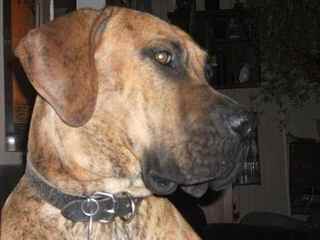 SZB MASTIFF - Dog Breeders