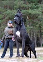 Olympicdogs Dane Mastiff Crosses – Boerboels, Dogos - Dog Breeders