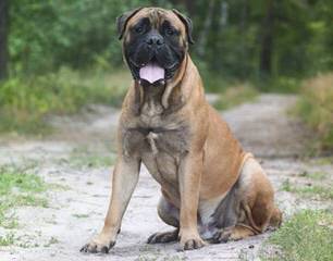 SZB MASTIFF - Dog Breeders