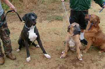 Olympicdogs Dane Mastiff Crosses – Boerboels, Dogos - Dog and Puppy Pictures