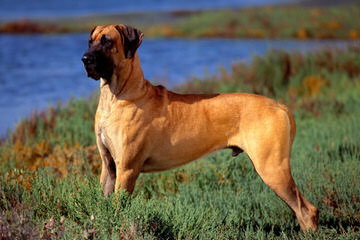 Olympicdogs Dane Mastiff Crosses – Boerboels, Dogos - Dog Breeders