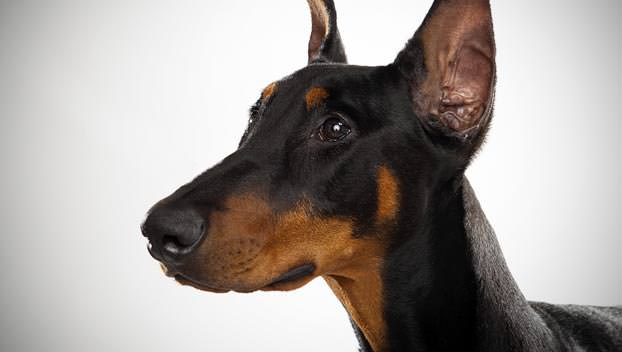 Doberman Pinscher Dogs and Puppies