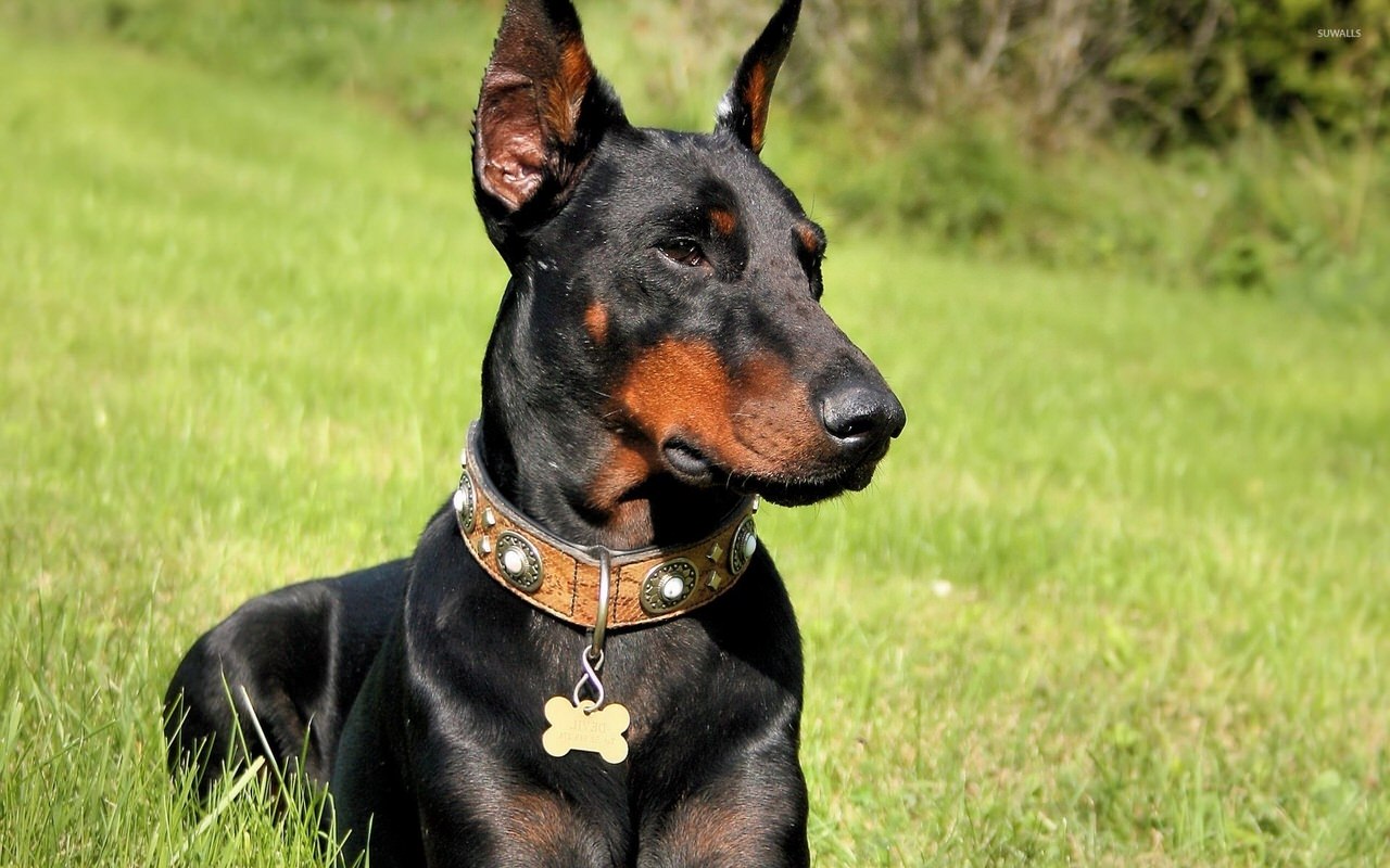 Doberman Pinscher Dogs and Puppies