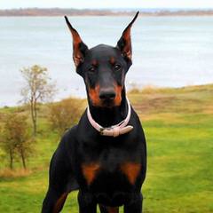 swankdobermans - Dog and Puppy Pictures