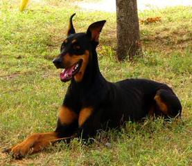 Europeandobermanstud Inc. - Dog and Puppy Pictures