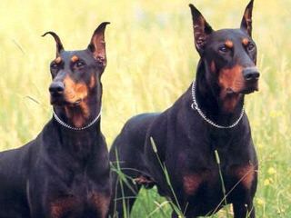 Doberman Acres - Dog Breeders