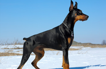 royalmajestic dobermans - Dog and Puppy Pictures