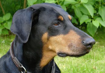 Vor Allem Dobermanns Reg’d - Dog Breeders